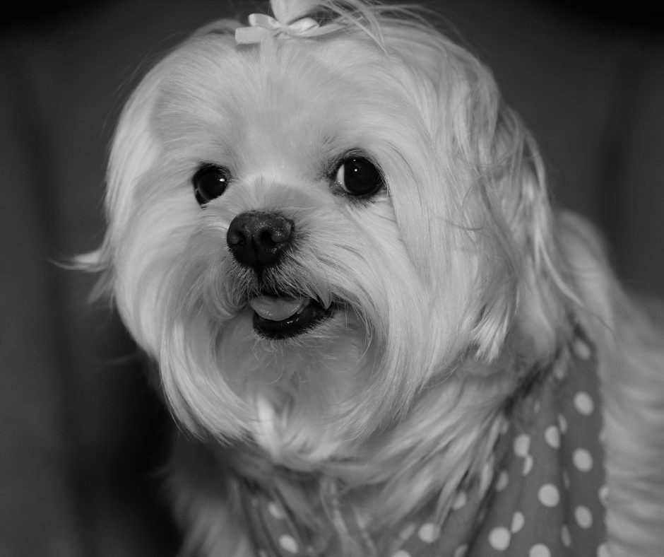 Monochrome picture of Max, Chief Happiness Officer - Dr Luci clinic